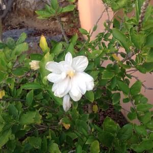 Meet your Posher, Mary ellen